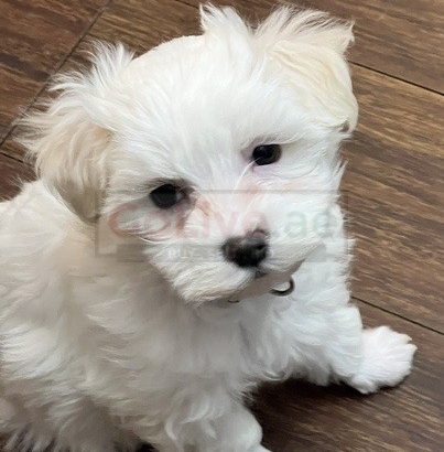 Maltese dogs for adoption