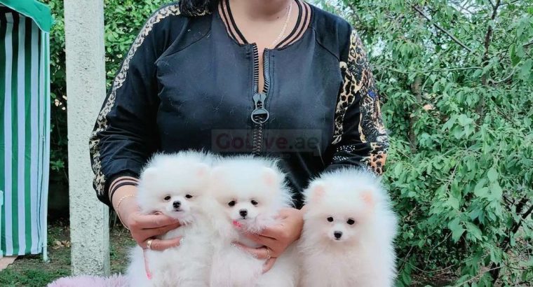 Amazing Micro Teacup Pomeranian puppy