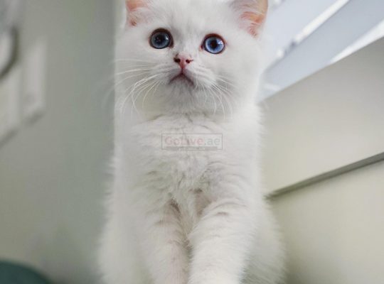british short hair kitten