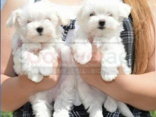 Socialized Maltese Puppies