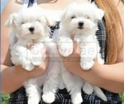 Socialized Maltese Puppies