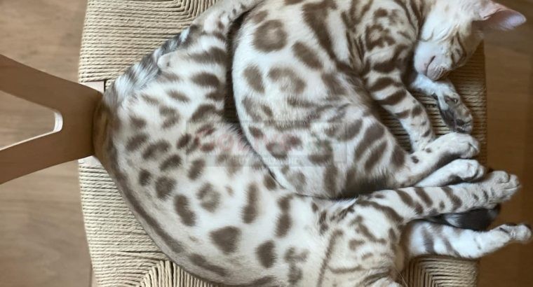 bengal kitten for rehoming