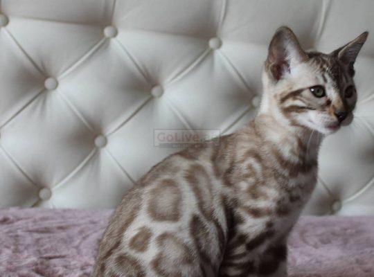 bengal kitten for rehoming