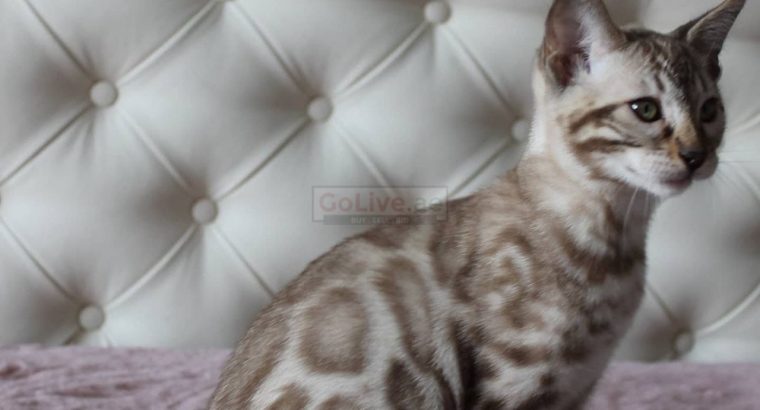 bengal kitten for rehoming