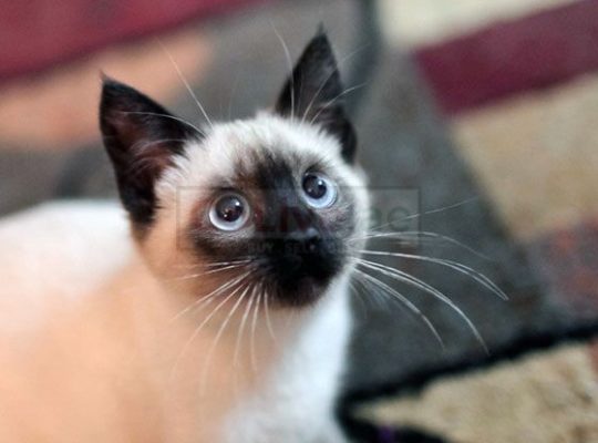 QUALITY Male And Female Siamese Kittens Ready