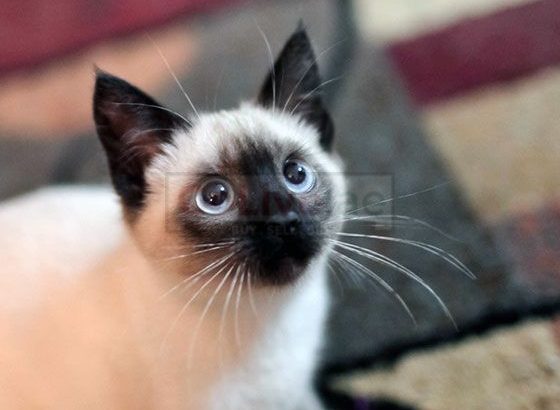 QUALITY Male And Female Siamese Kittens Ready