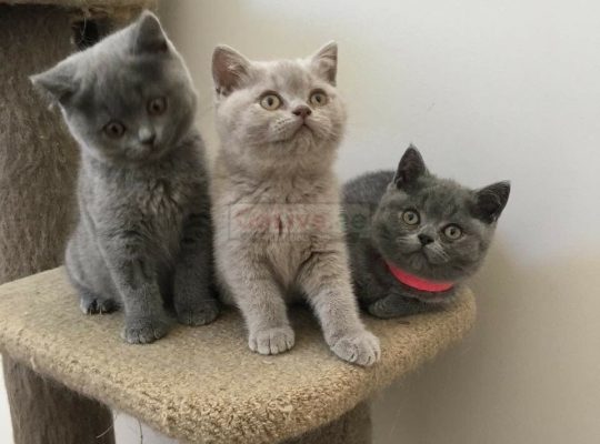 Exotic Shorthair Kittens Available