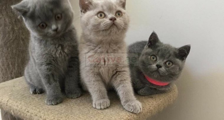Exotic Shorthair Kittens Available