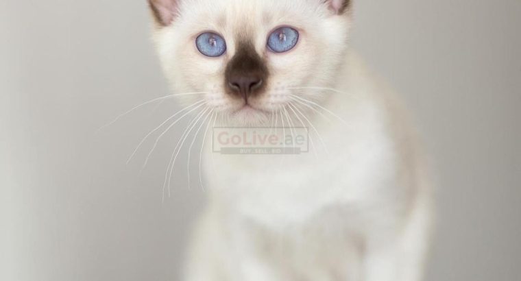 Saimese kittens
