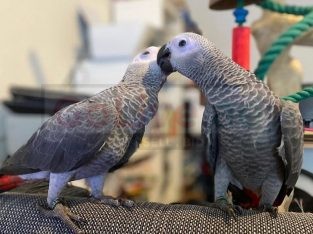 Female African Grey Parrot