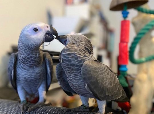 Female African Grey Parrot
