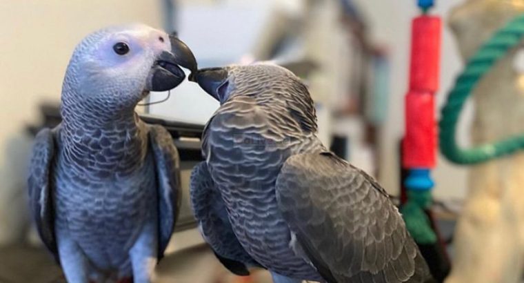 Female African Grey Parrot