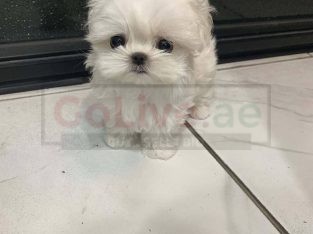 Registered Maltese puppies looking for a good and caring home.
