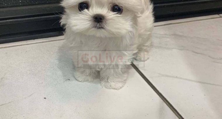 Registered Maltese puppies looking for a good and caring home.