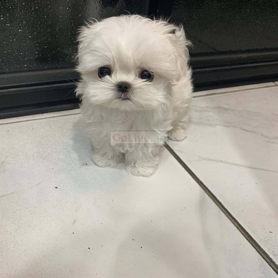 Registered Maltese puppies looking for a good and caring home.