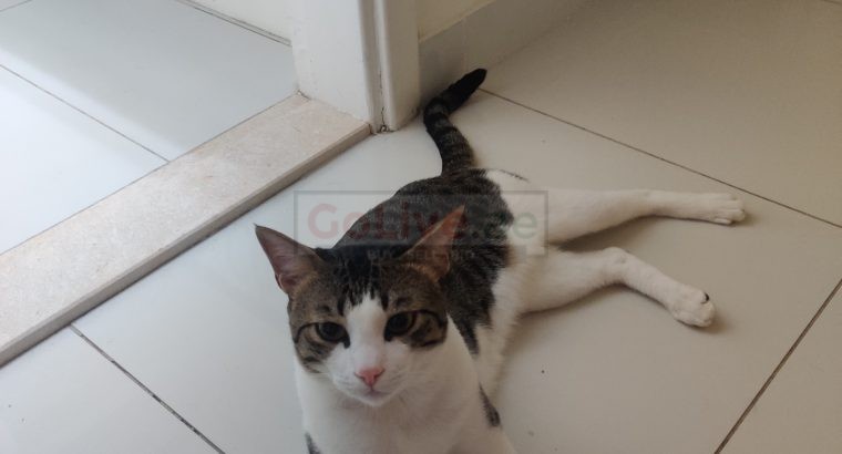 Male Cat 8 Month