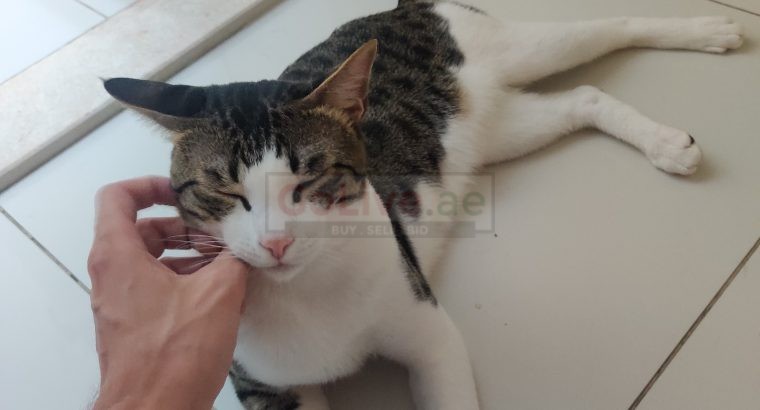 Male Cat 8 Month