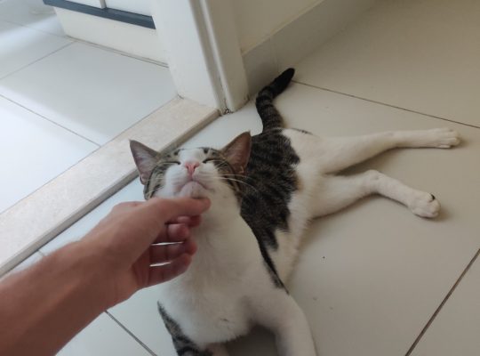 Male Cat 8 Month