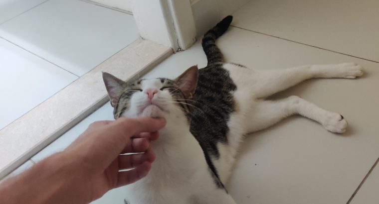 Male Cat 8 Month