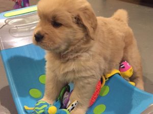 Adorable Golden retriever puppies looking for a good and caring home.