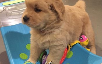 Adorable Golden retriever puppies looking for a good and caring home.