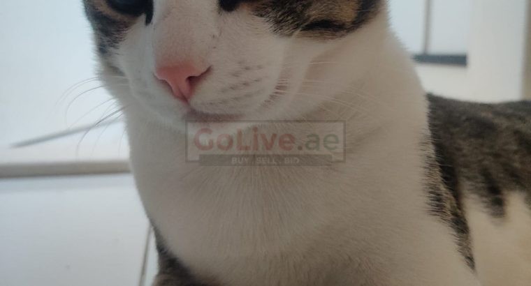 Cat (8 months)
