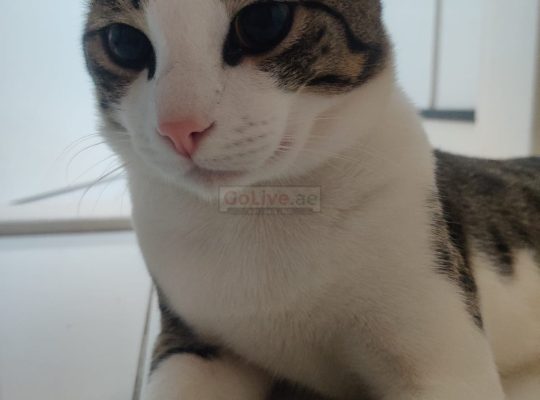 Cat (8 months)
