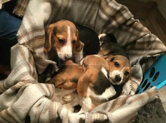 puppy for adoption
