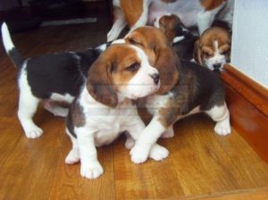 Registered beagle puppies looking for a good and caring home.