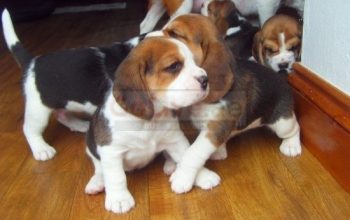 Registered beagle puppies looking for a good and caring home.