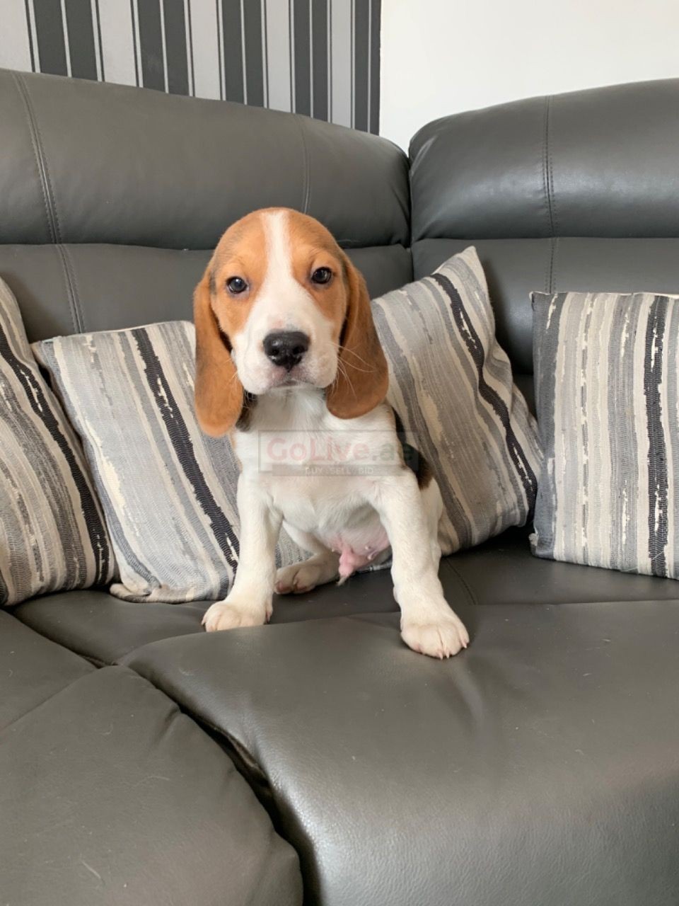 Tri Colored Beagles Puppies Ready Now UAE Classifieds