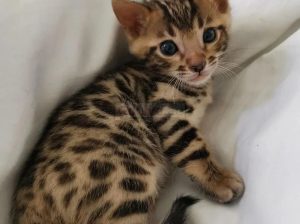 Purebred Rosetted Bengal Kittens