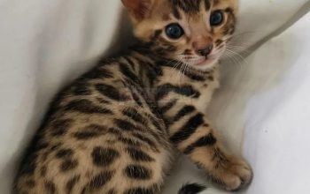 Purebred Rosetted Bengal Kittens