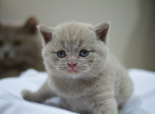 British Short/Long Hair Kittens