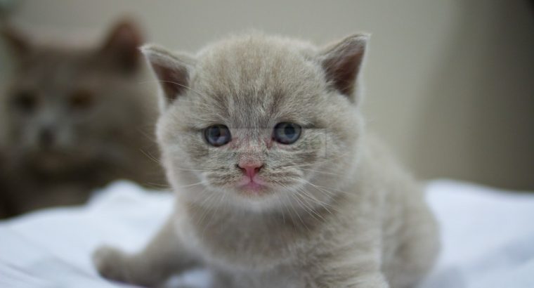 British Short/Long Hair Kittens