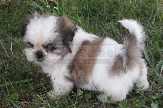 Friendly Shitzu puppies looking for a good and caring home.