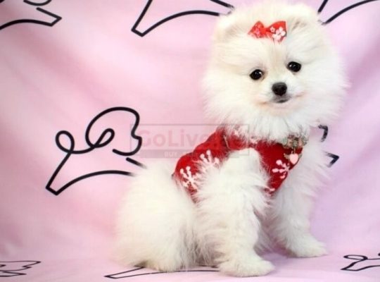 Beautiful Pomeranian puppies for good home