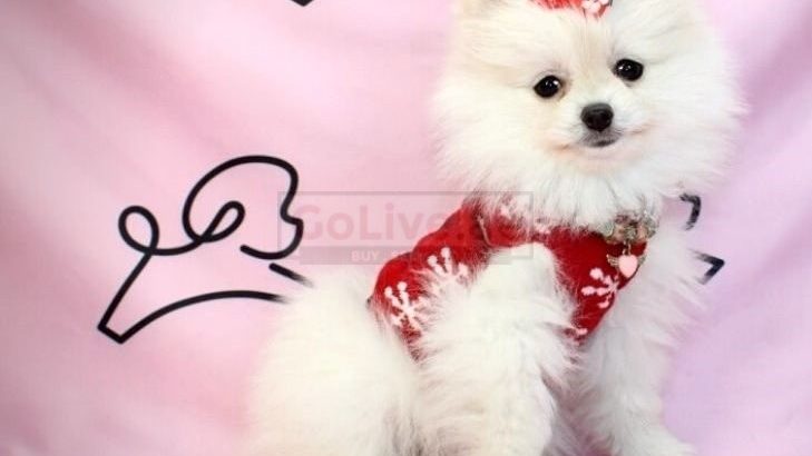Beautiful Pomeranian puppies for good home