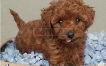 Lovely Toy Poodle puppies for adoption