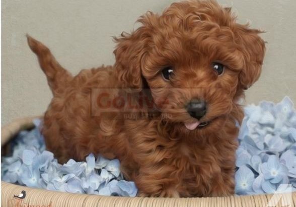 Lovely Toy Poodle puppies for adoption