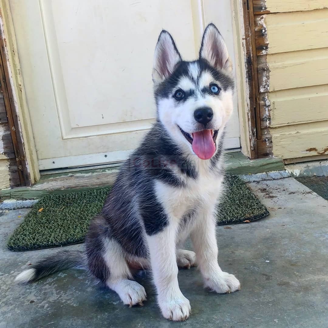 Pure Breed Siberian Husky Puppies – Uae Classifieds