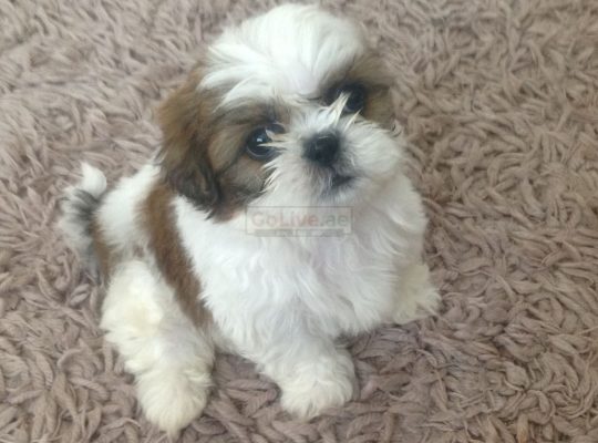 Friendly Shitzu puppies looking for a good and caring home.