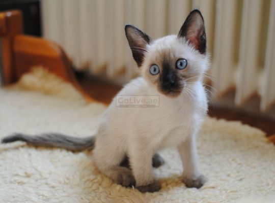 Siamese Kittens Needs a Home