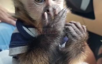 baby capuchin monkeys for available