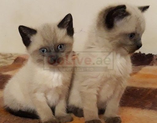 SIAMESE KITTENS Male AND Female