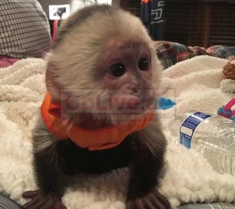 baby capuchin monkeys for available