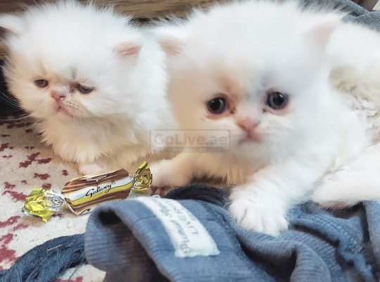 Persian kittens