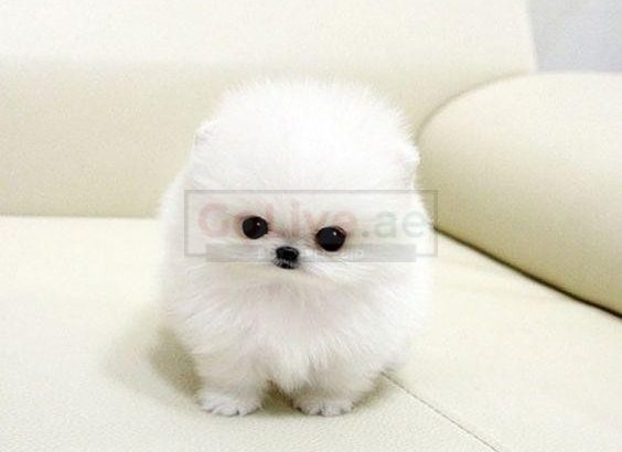 Healthy Teacup Pomeranian Puppies