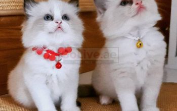 Ragdoll kittens from champion bloodline