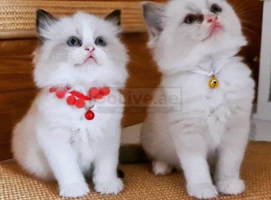 Ragdoll kittens from champion bloodline